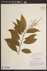 Oxydendrum arboreum image