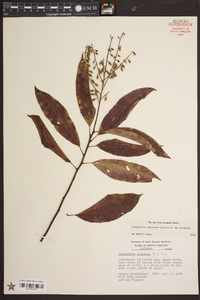 Oxydendrum arboreum image
