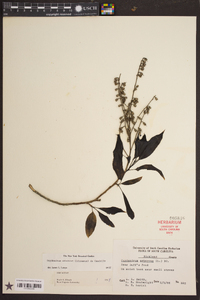 Oxydendrum arboreum image