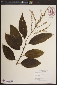 Oxydendrum arboreum image