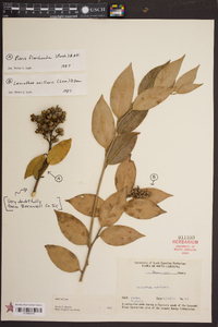 Leucothoe axillaris image