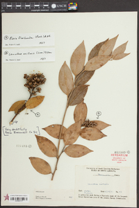 Leucothoe axillaris image