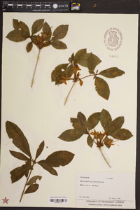 Rhododendron prunifolium image