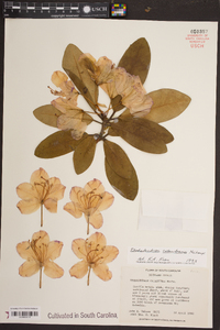 Rhododendron catawbiense image