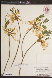 Rhododendron atlanticum image