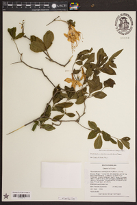 Rhododendron calendulaceum image