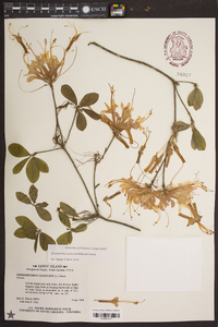 Rhododendron canescens image