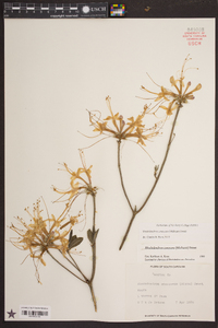 Rhododendron canescens image