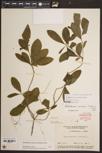 Rhododendron canescens image