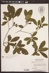 Rhododendron canescens image