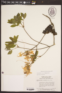 Rhododendron canescens image