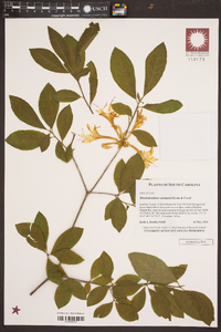 Rhododendron eastmanii image