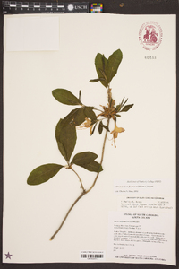 Rhododendron flammeum image