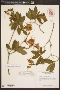 Rhododendron flammeum image