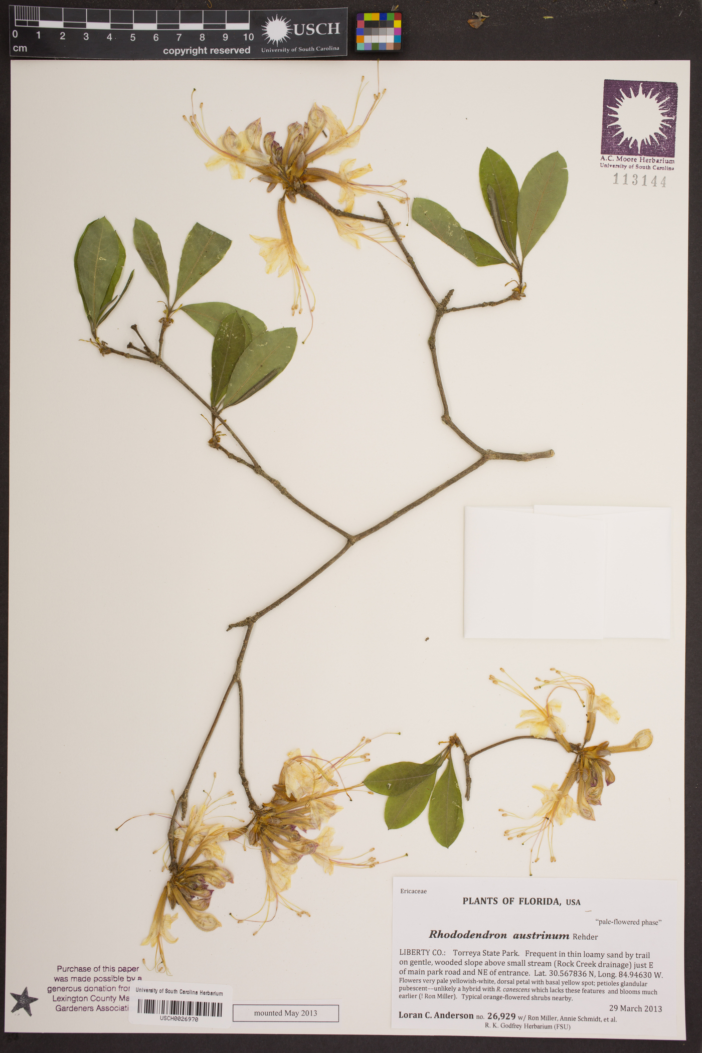 Rhododendron austrinum image