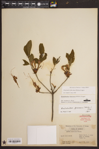 Rhododendron flammeum image