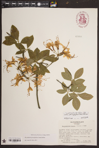 Rhododendron prinophyllum image