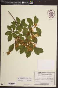 Rhododendron arborescens image