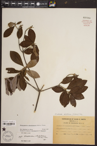 Rhododendron calendulaceum image