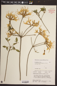 Rhododendron canescens image
