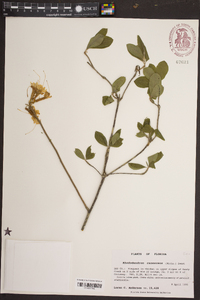 Rhododendron canescens image