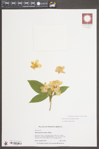 Rhododendron carolinianum image