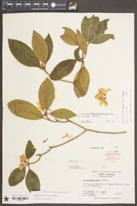 Rhododendron carolinianum image