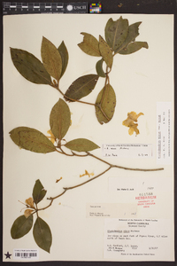 Rhododendron carolinianum image