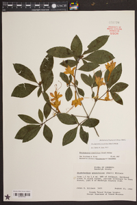 Rhododendron prunifolium image