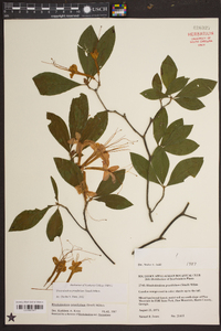 Rhododendron prunifolium image