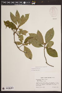 Rhododendron vaseyi image