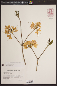 Rhododendron vaseyi image