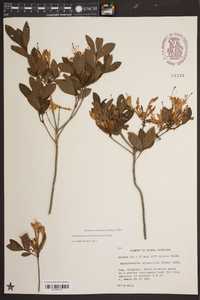 Rhododendron atlanticum image