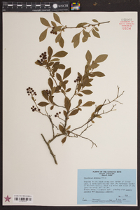 Vaccinium amoenum image