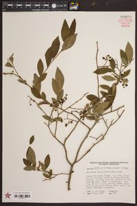 Vaccinium caesariense image