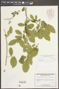 Vaccinium stamineum var. sericeum image