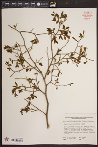 Vaccinium simulatum image