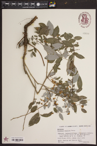 Vaccinium vacillans image