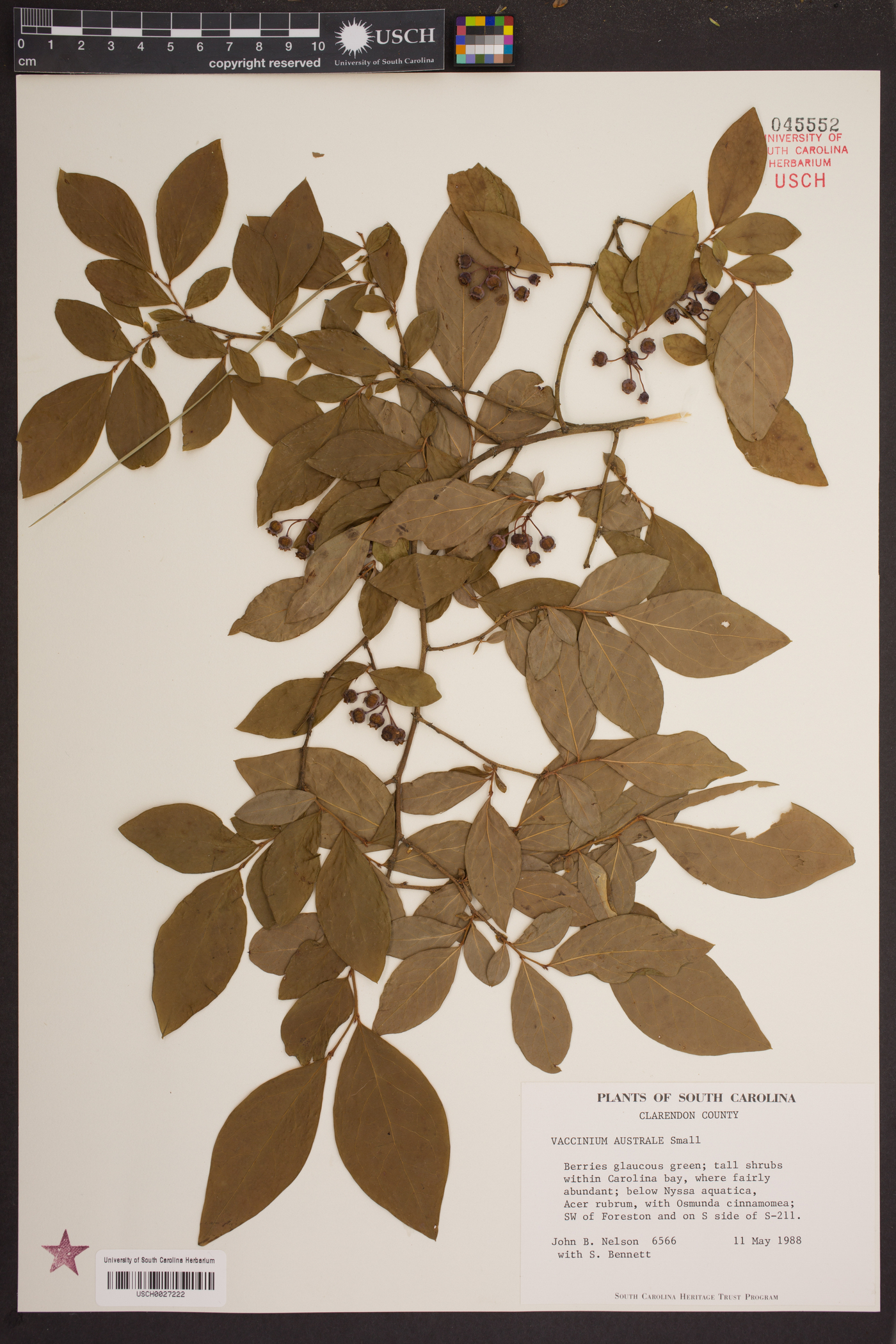 Vaccinium australe image