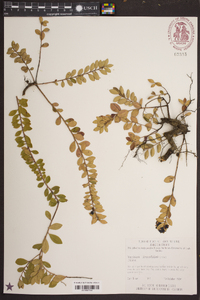 Vaccinium sempervirens image