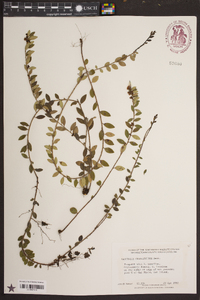 Vaccinium crassifolium image