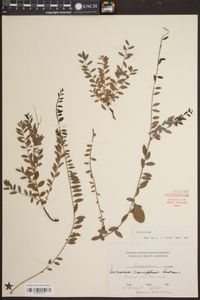 Vaccinium crassifolium image