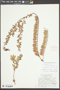 Vaccinium sempervirens image