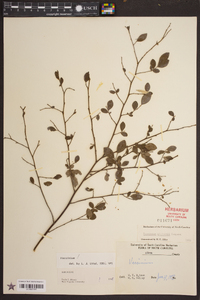 Vaccinium elliottii image