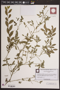 Vaccinium elliottii image