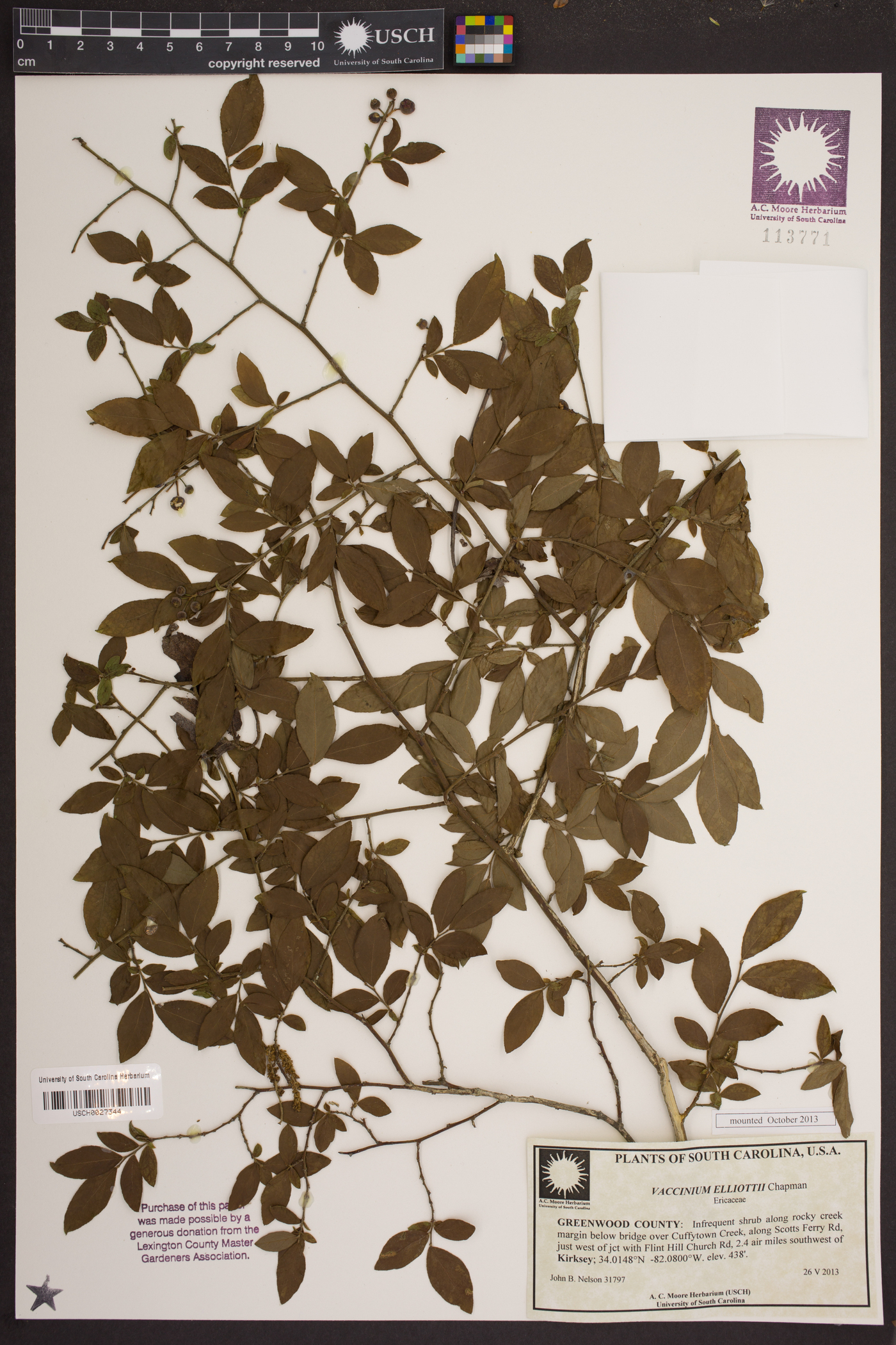 Vaccinium elliottii image