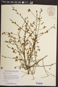 Vaccinium fuscatum image