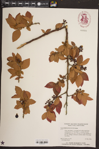 Vaccinium fuscatum image