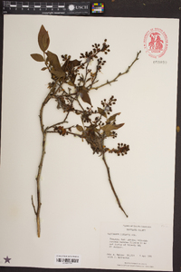 Vaccinium fuscatum image