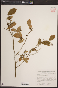 Vaccinium fuscatum image